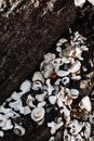 From above of various white cockle shells and little pebbles lying on rough rocky seashore