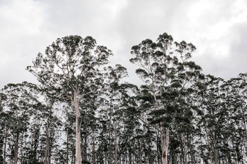 Foto d'estoc gratuïta de a l'aire lliure, acícula, alt