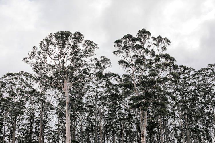 Pine Trees In Green Grove