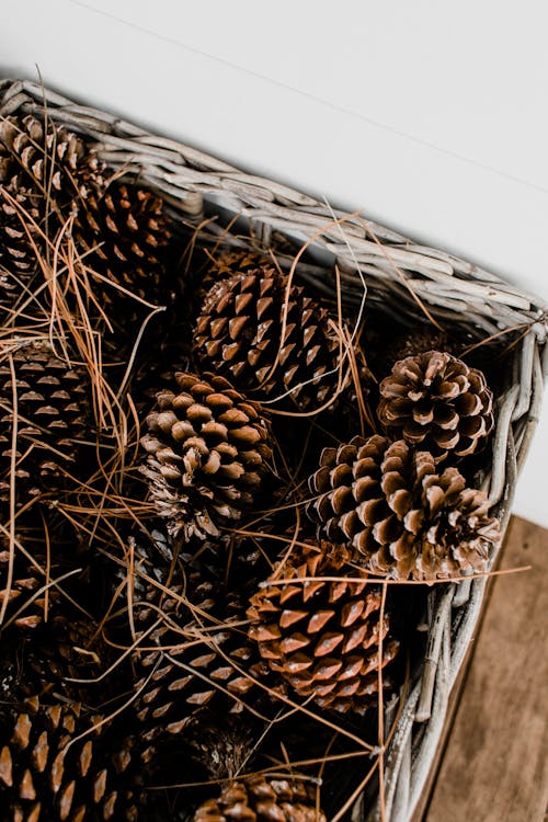 Basket full of pine cones