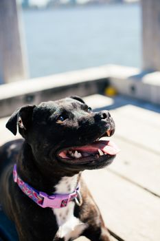 一只戴着粉红色项圈的可爱纯种黑色斯塔福德郡斗牛犬，正吐着舌头坐在木制码头上