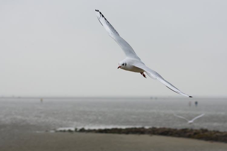 White Bird Flying Over The Sea