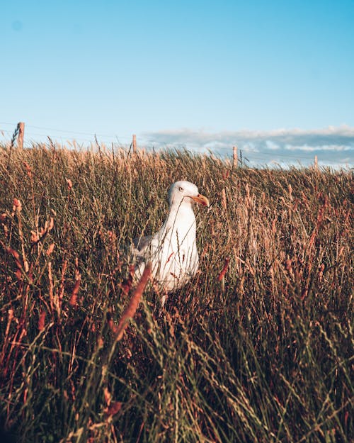 Free stock photo of beach, beautiful sky, bird