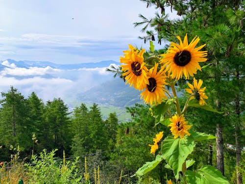 Free stock photo of sunflower