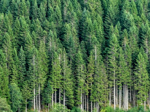 Foto d'estoc gratuïta de bosc de pins