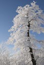 一棵白雪覆盖的树映衬着清澈的蓝色冬空，展现出大自然的美丽，令人惊叹