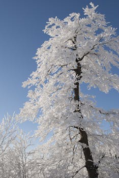 一棵白雪覆盖的树映衬着清澈的蓝色冬空，展现出大自然的美丽，令人惊叹