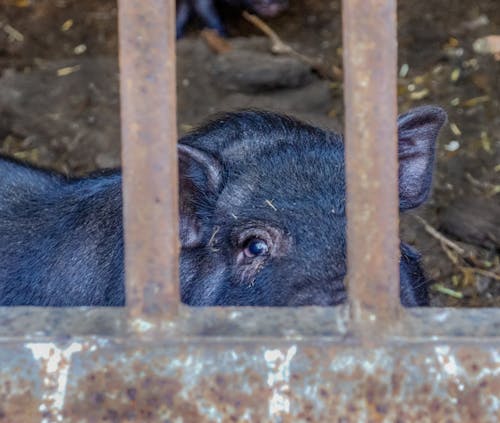 Free stock photo of eye, pig