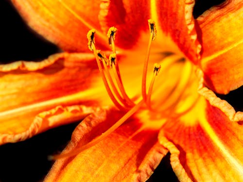 Free stock photo of flower, macro, szolnok