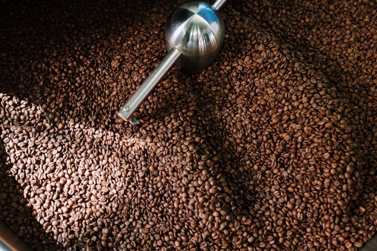 Roasted coffee beans tumbling inside a professional drum roaster.