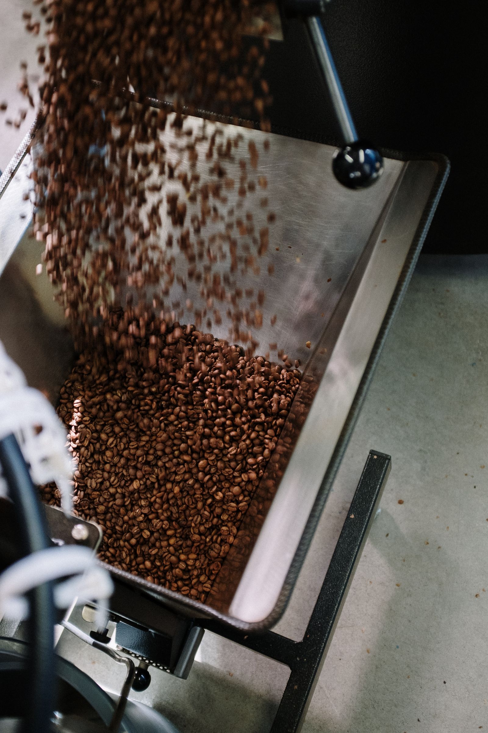 Roasted coffee beans on stainless steel tray