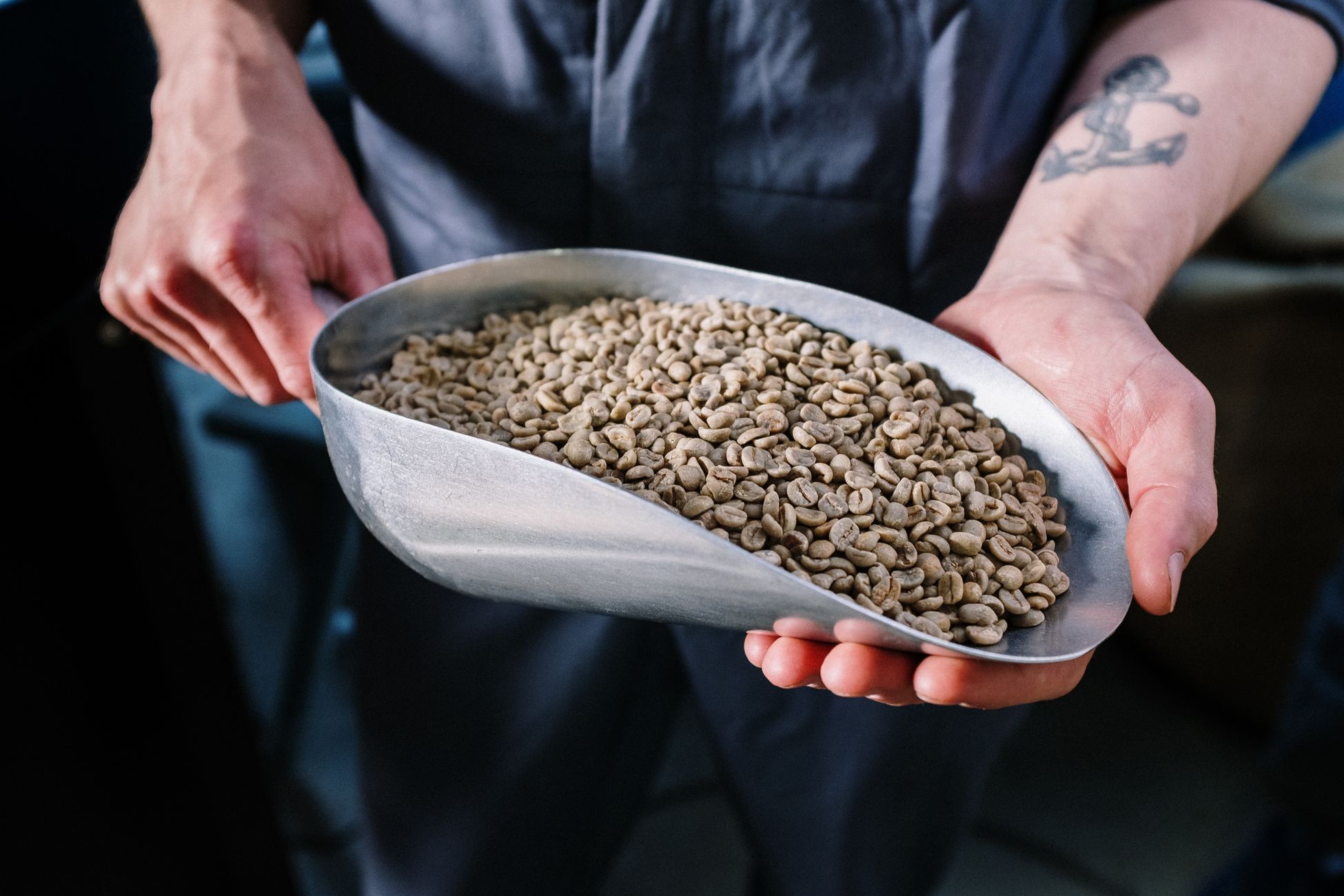 Hands holding a scoop filled with raw green coffee beans, ideal for coffee production imagery.