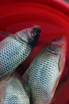 Fish, Nfs