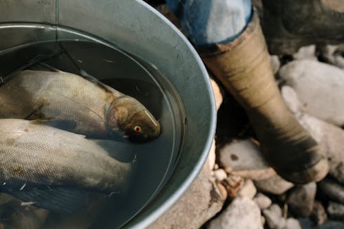 Fish in Round Gray Plastic Bucket