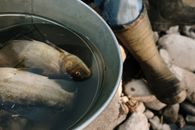 Fish in Round Gray Plastic Bucket