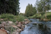 宁静的河流流经郁郁葱葱的森林，是自然爱好者寻求静谧的理想之地