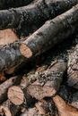 Brown and Black Wood Logs