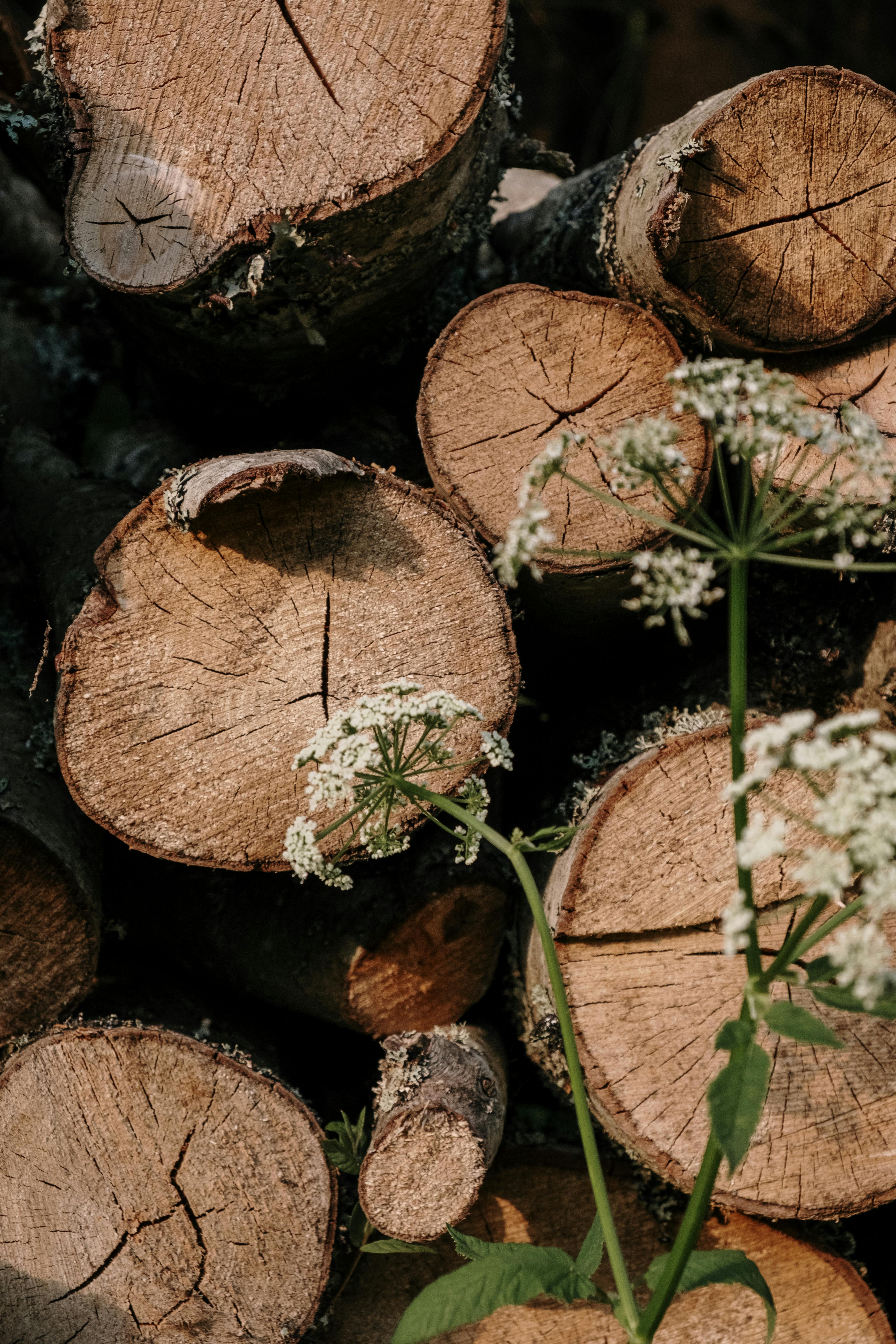 Wooden stump with plants