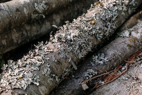 Brown and White Wood Log