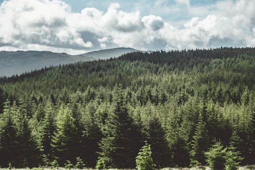 Aerial view of lush evergreen forest under a cloudy sky in Wicklow, Ireland.