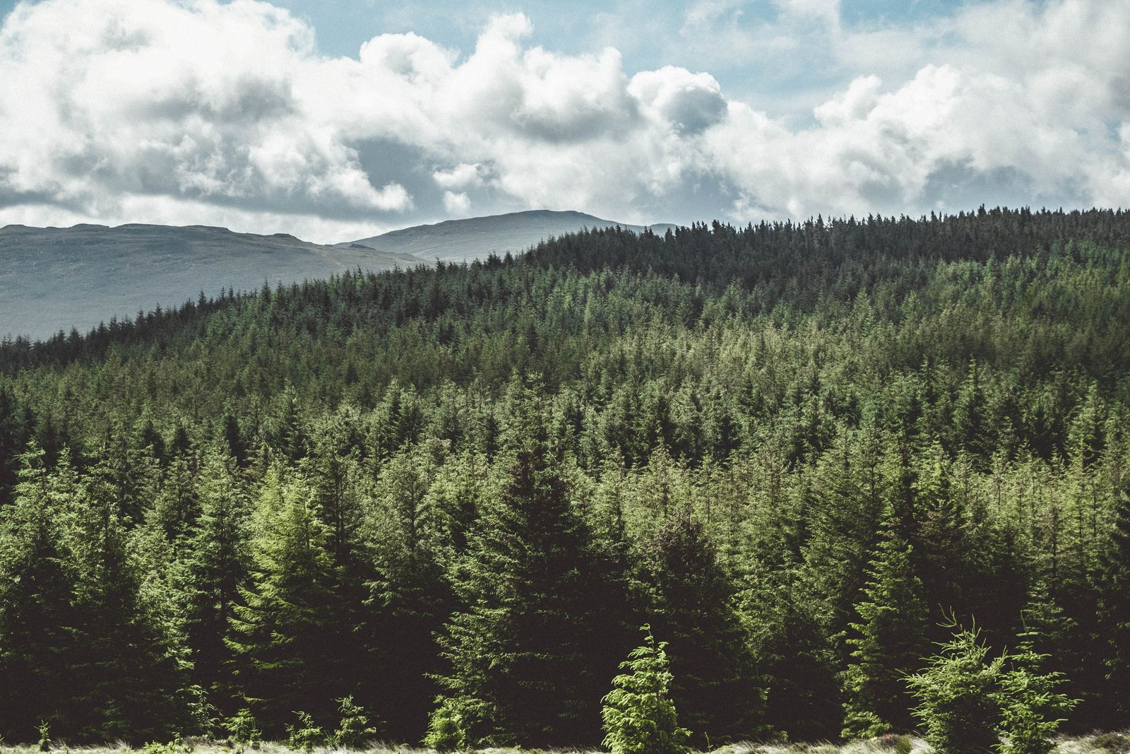 Aerial view of evergreen forest under a cloudy sky in Wicklow, Ireland