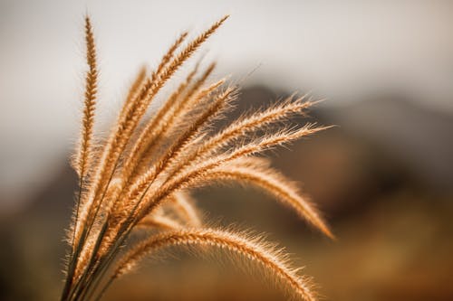 Brown Wheat in Close-up Photography