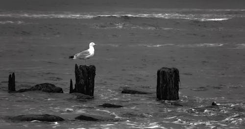 Seagull on a Seashore 