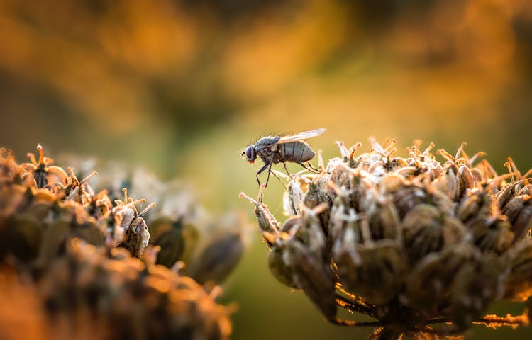 Close-up Of Fly Sitting On Flower