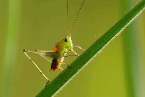 Grasshopper on a Piece of Grass