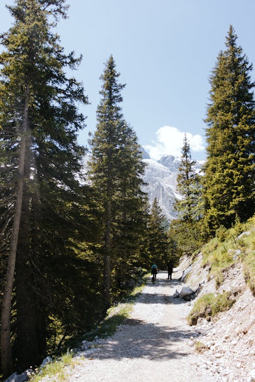 Immagine gratuita di alberi alti, ambiente, boschi