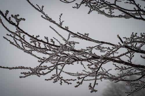 Immagine gratuita di árvores de inverno, inverno, neve