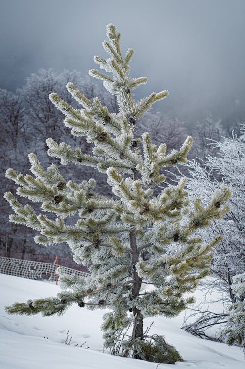 Kostenloses Stock Foto zu árvores de inverno, firn, inverno