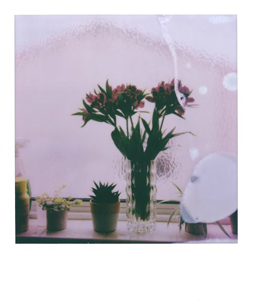 Free Flowers on Windowsill Stock Photo