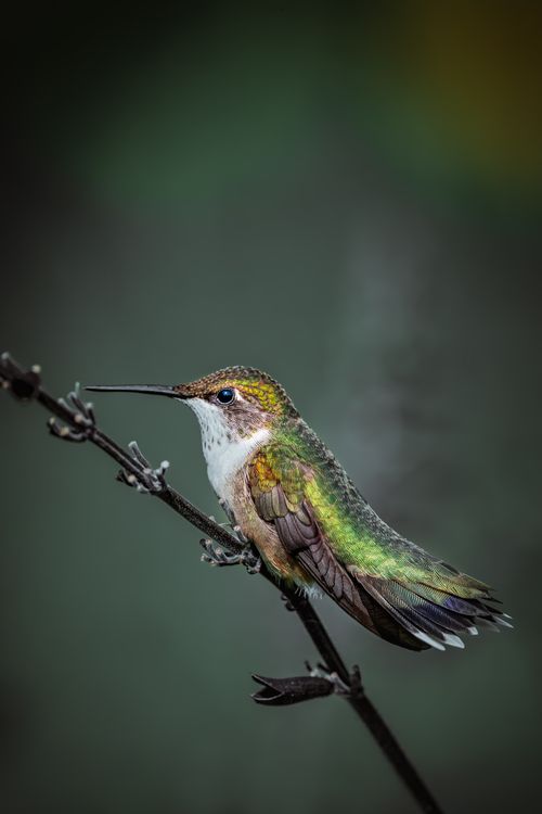 Free Closeup shot of small beautiful green and white hummingbird with black eyes sitting on branch Stock Photo