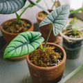Terracotta pots of leafy houseplants on a windowsill. Photo by Huy Phan on Pexels