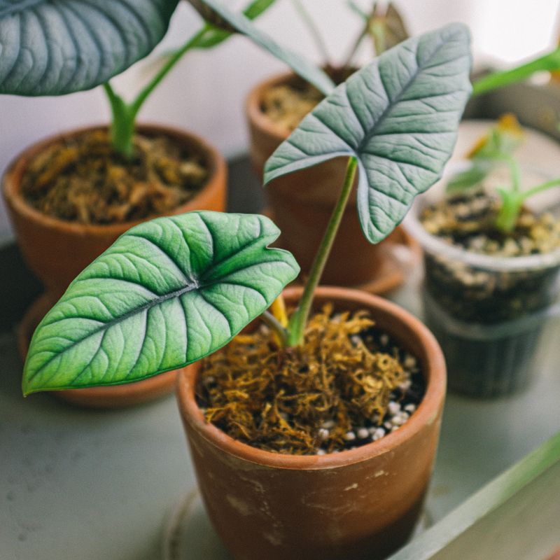 Terracotta pots of leafy houseplants on a windowsill. Photo by Huy Phan on Pexels