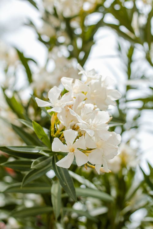 Free Beautiful close-up of blooming white oleander flowers with green leaves outdoors. Stock Photo