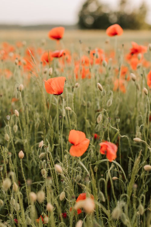 Poppies on a Field 