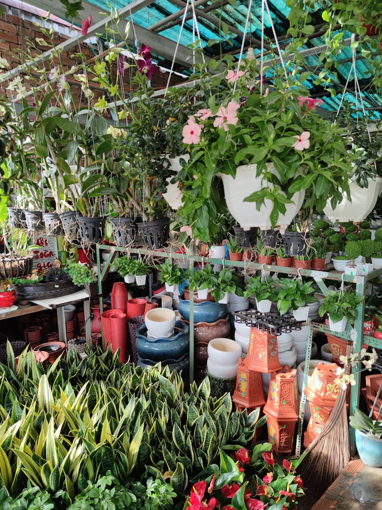 House Plants In Pots In Garden Shop