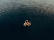 White Swan on Body of Water