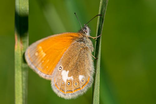 Brown and Yellow Butterfly on Green Stem