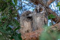 Brown Owl on Brown Tree Branch