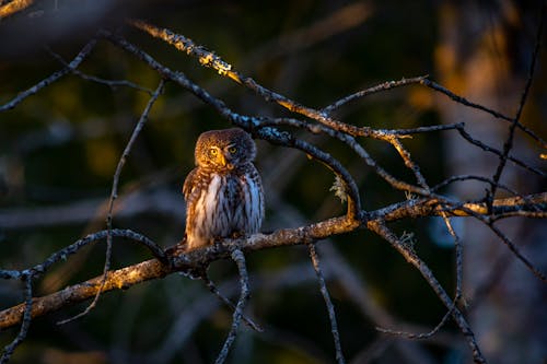 An Owl Resting on a Tree Branch