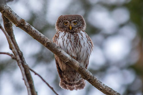 Brown and White Owl Perched on a Tree Branch