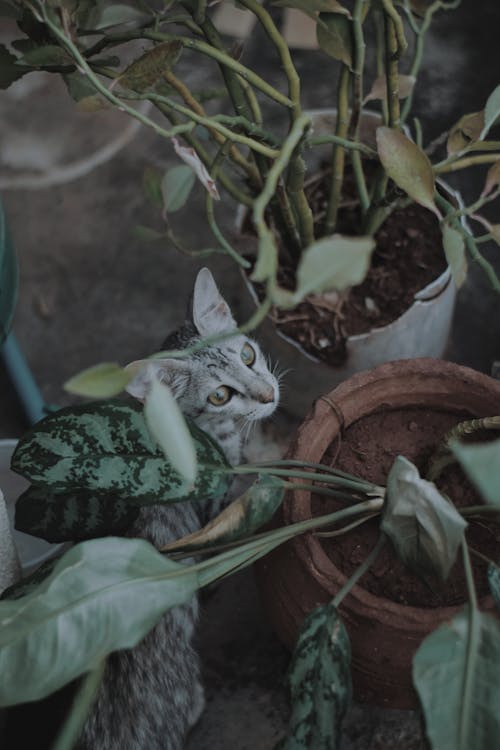 Foto profissional grátis de desafioaoarlivre, gato, gatos india ciano 4k