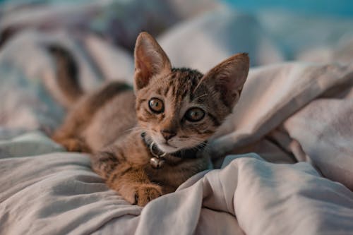 Free Brown Kitten Lying on a White Blanket Stock Photo