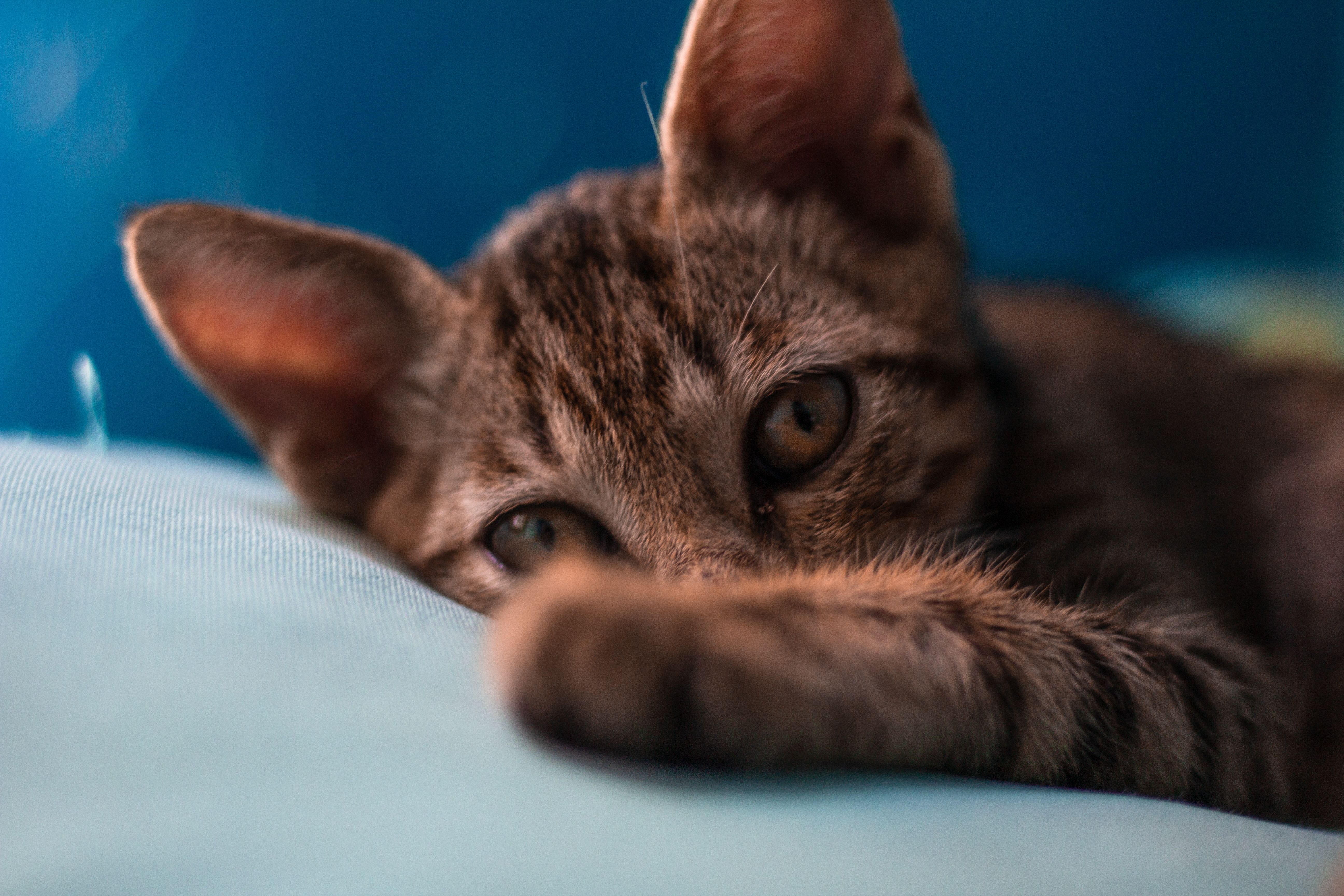 在舒适的室内环境中，可爱的虎斑猫凸显了它顽皮和好奇的本性