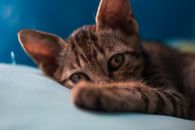 在舒适的室内环境中，可爱的虎斑猫凸显了它顽皮和好奇的本性