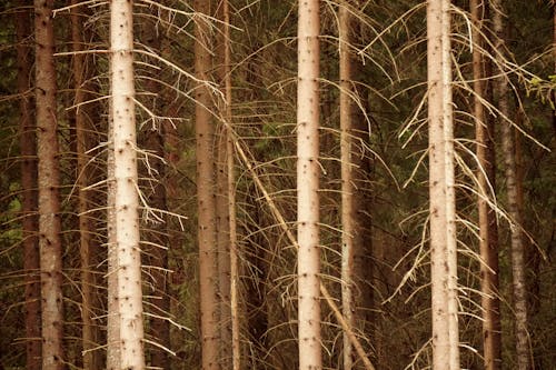 下落, 森林, 樹幹 的 免费素材图片