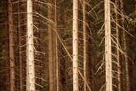 Trees Without Leaves in a Forest 